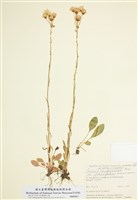 藏品(香千里光)的圖片